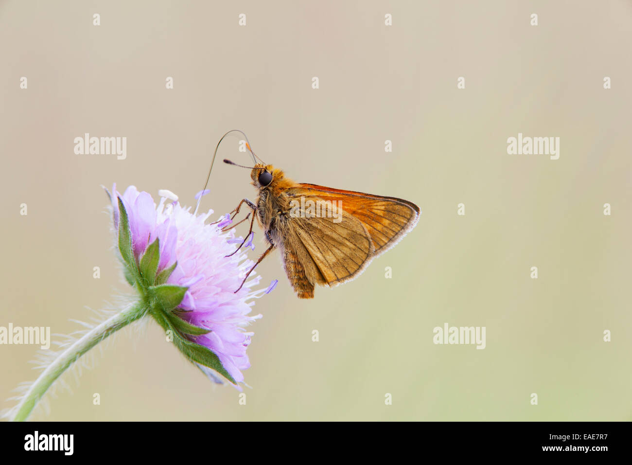 Large Skipper Butterfly (Ochlodes venatus), Bavaria, Germany Stock Photo