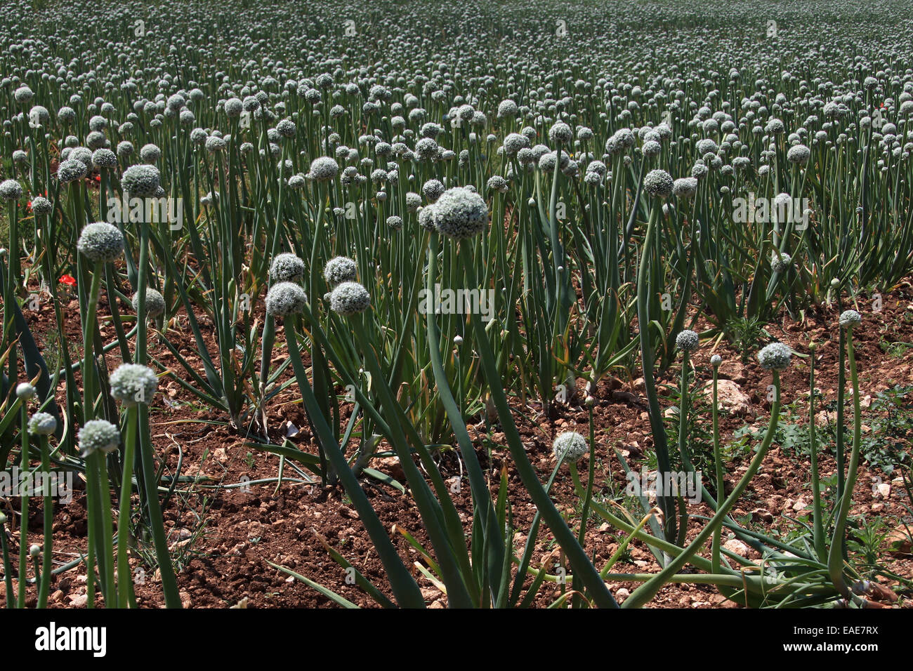 Blooming onion field, Italy Stock Photo