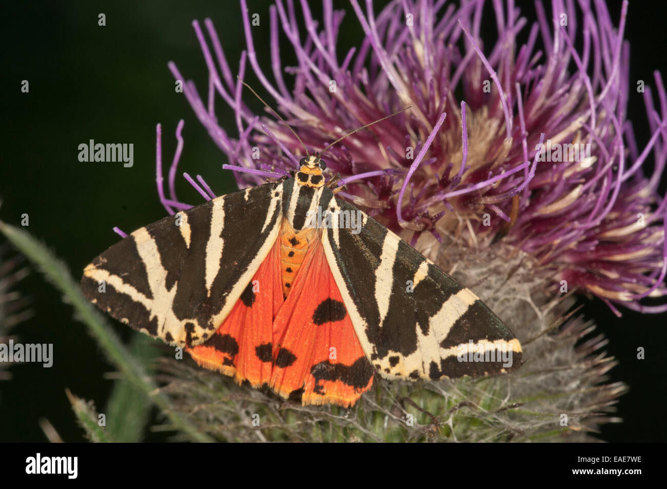 Jersey Tiger (Euplagia quadripunctaria) sucking on Woolly Thistle (Cirsium eriophorum), Baden-Württemberg, Germany Stock Photo