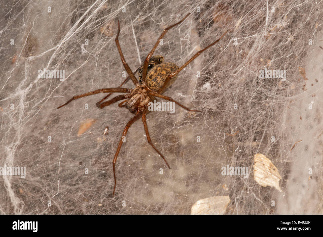 Dust spider or Dustbunny Spider (Tegenaria atrica) in the spiderweb, Baden-Württemberg, Germany Stock Photo