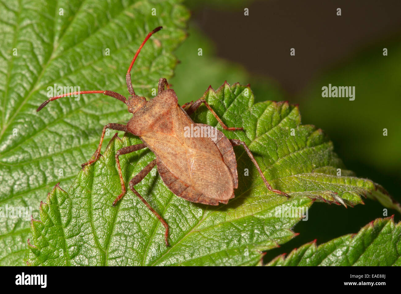 Dock Bug (Coreus marginatus), Baden-Württemberg, Germany Stock Photo