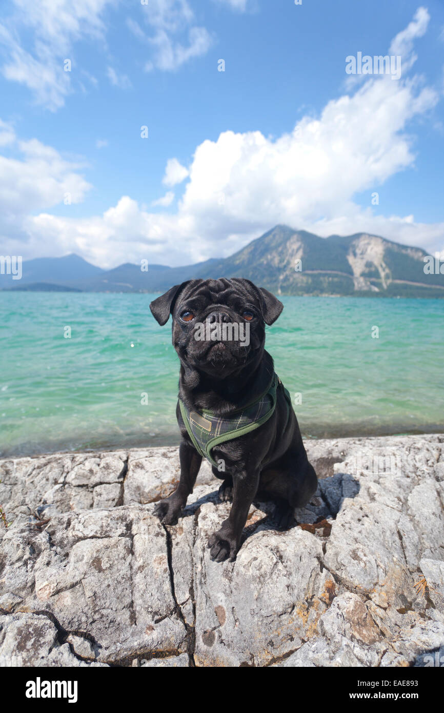 Young pug posing on rocks at Lake Walchen, Walchensee, Upper Bavaria, Bavaria, Germany Stock Photo