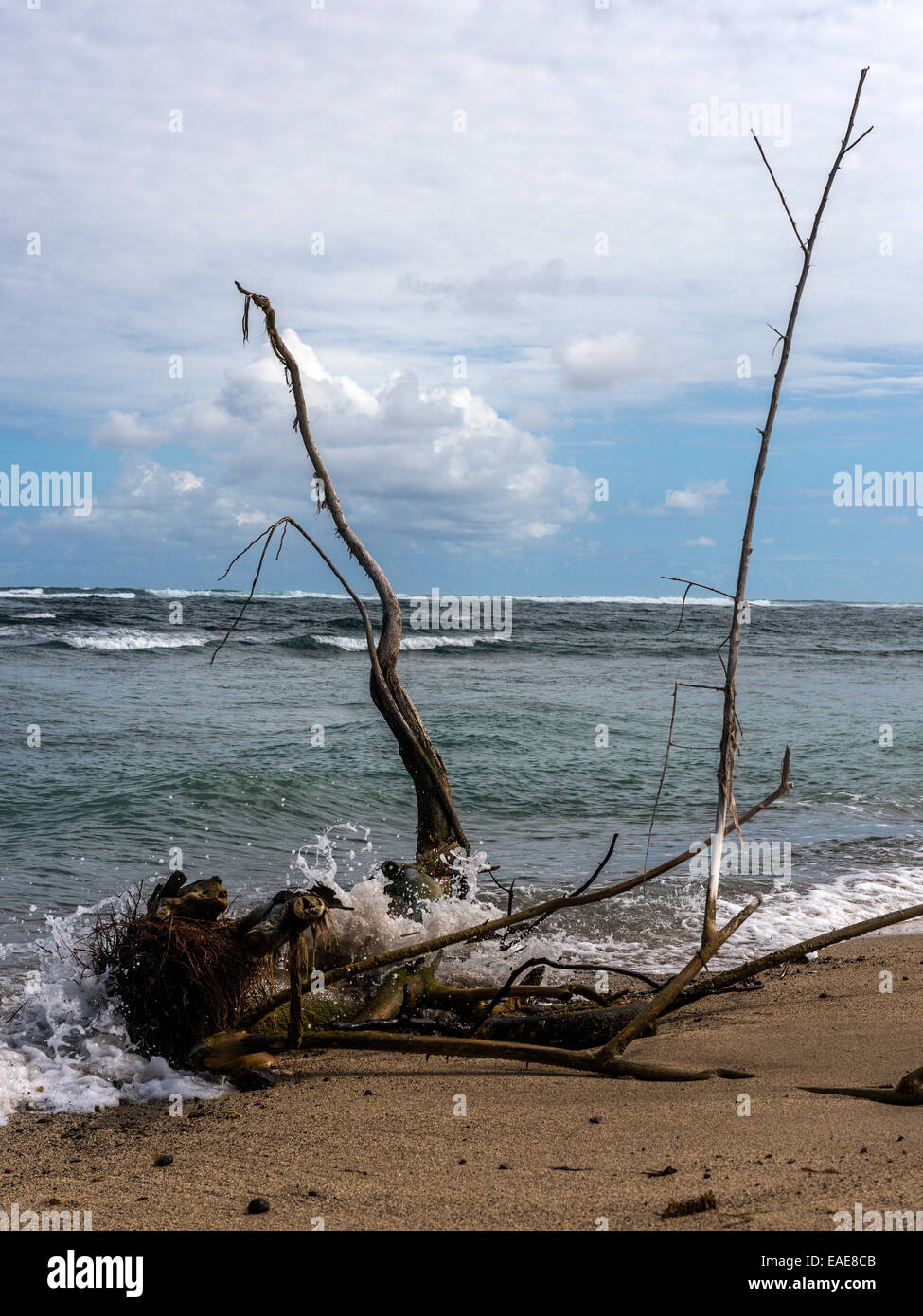 Caribbean Beach Seascape,depicting large driftwood with extended branches washed up on beach with waves breaking & sea view Stock Photo