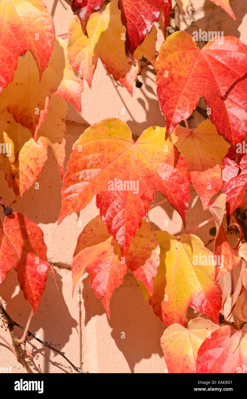 Japanese creeper (Parthenocissus tricuspidata Stock Photo Alamy