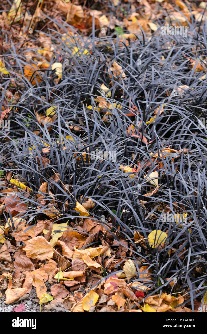 Black mondo (Ophiopogon planiscapus 'Nigrescens') Stock Photo