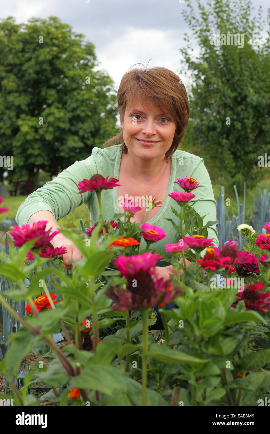 Woman cutting flowers in a garden, Hesse, Germany Stock Photo
