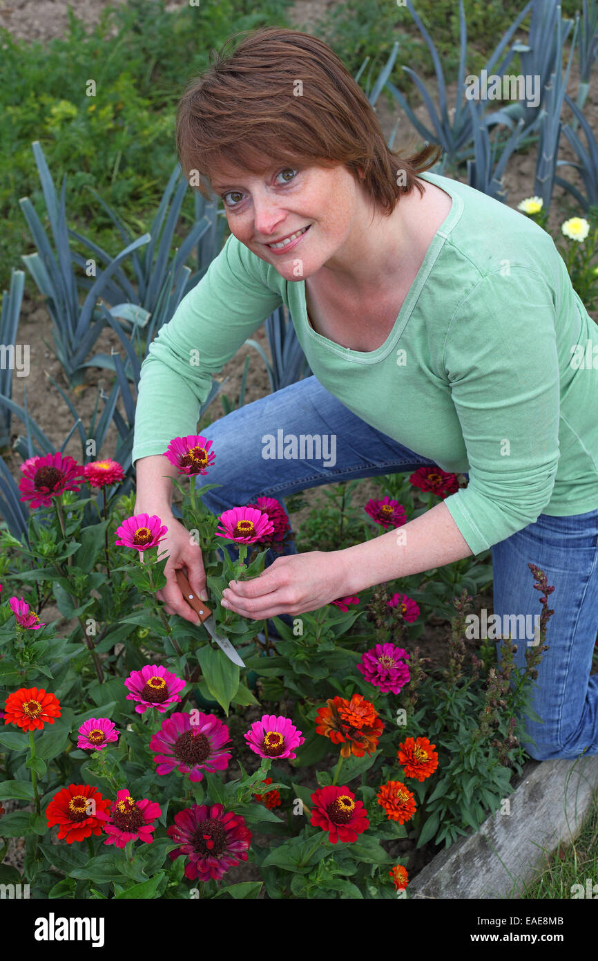 Woman cutting flowers in a garden, Hesse, Germany Stock Photo