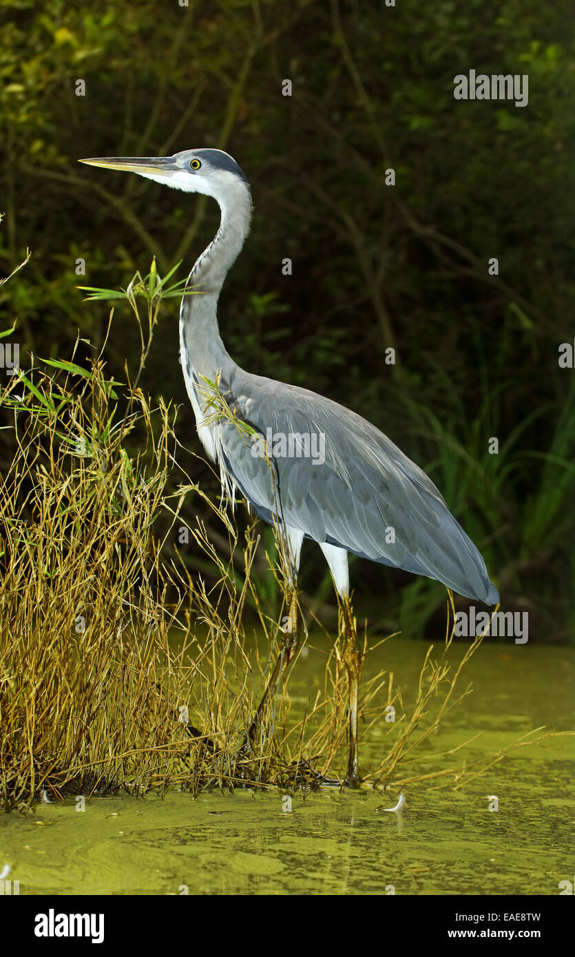 Gray Heron (Ardea cinerea) in swamp habitat Stock Photo