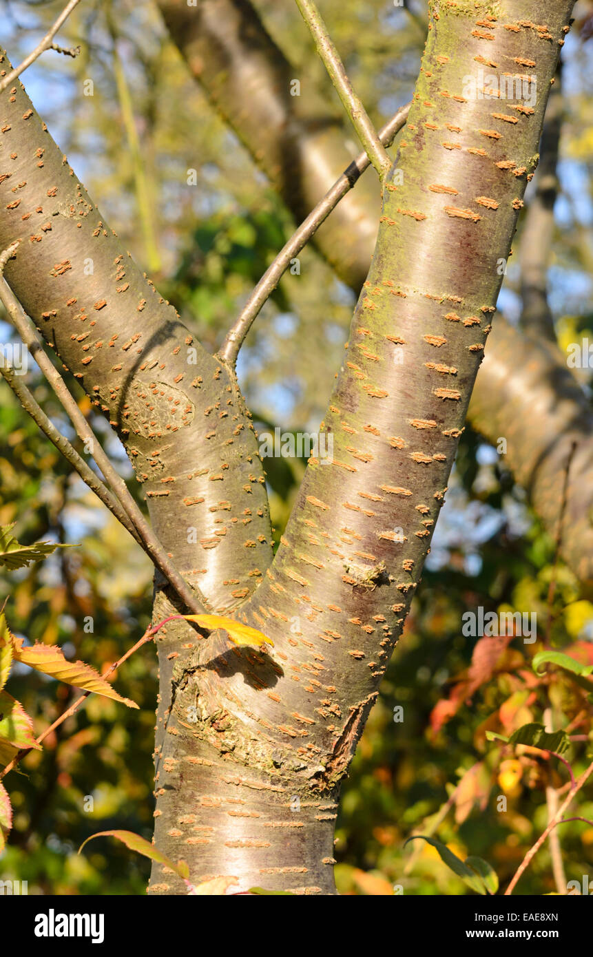 Oriental cherry (Prunus serrulata 'Shirofugen') Stock Photo