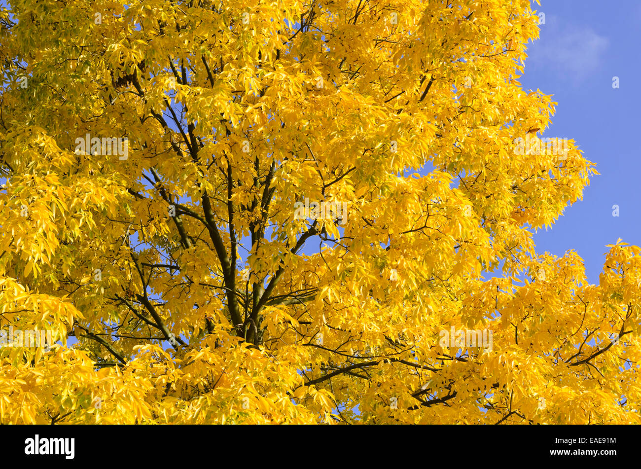 Shagbark hickory (Carya ovata Stock Photo Alamy