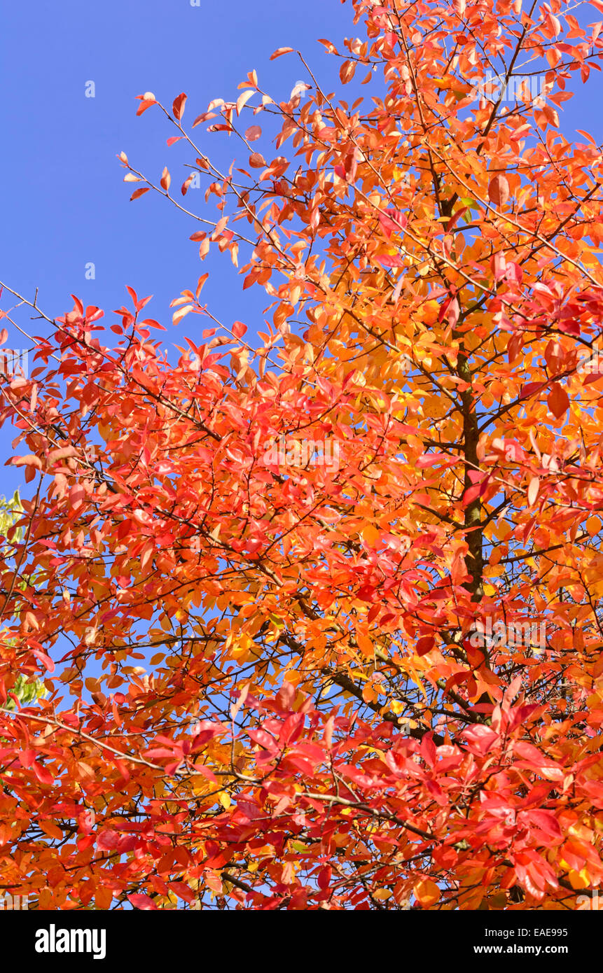 Black tupelo (Nyssa sylvatica Stock Photo Alamy