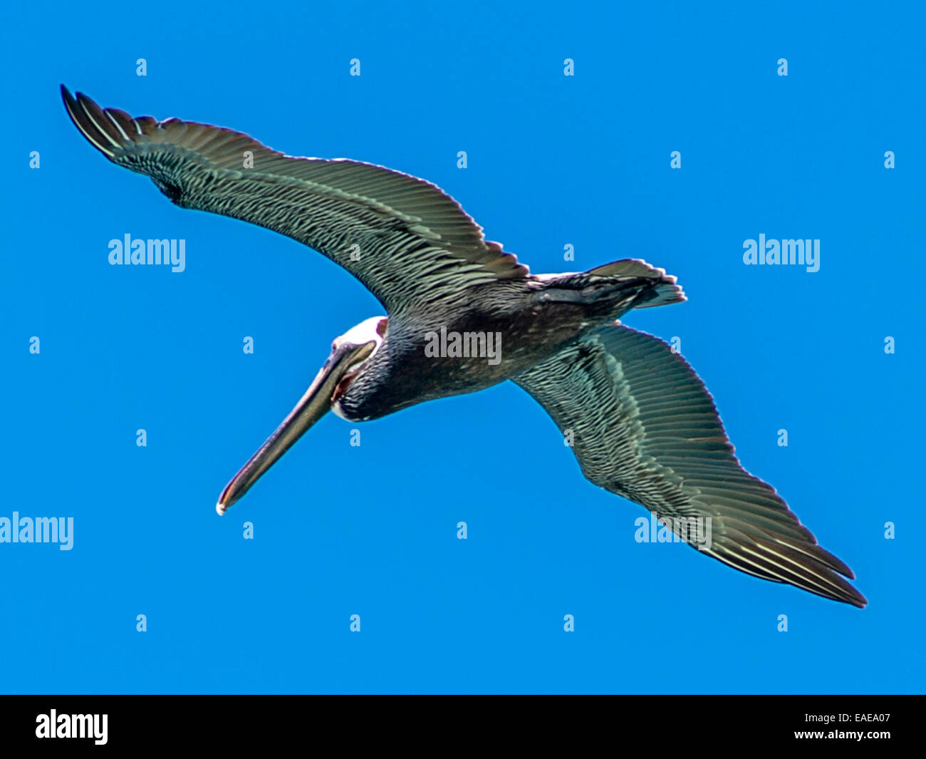 Wild Brown Pelican [Pelecanus occidentalis] in full flight with blue sky background. Stock Photo