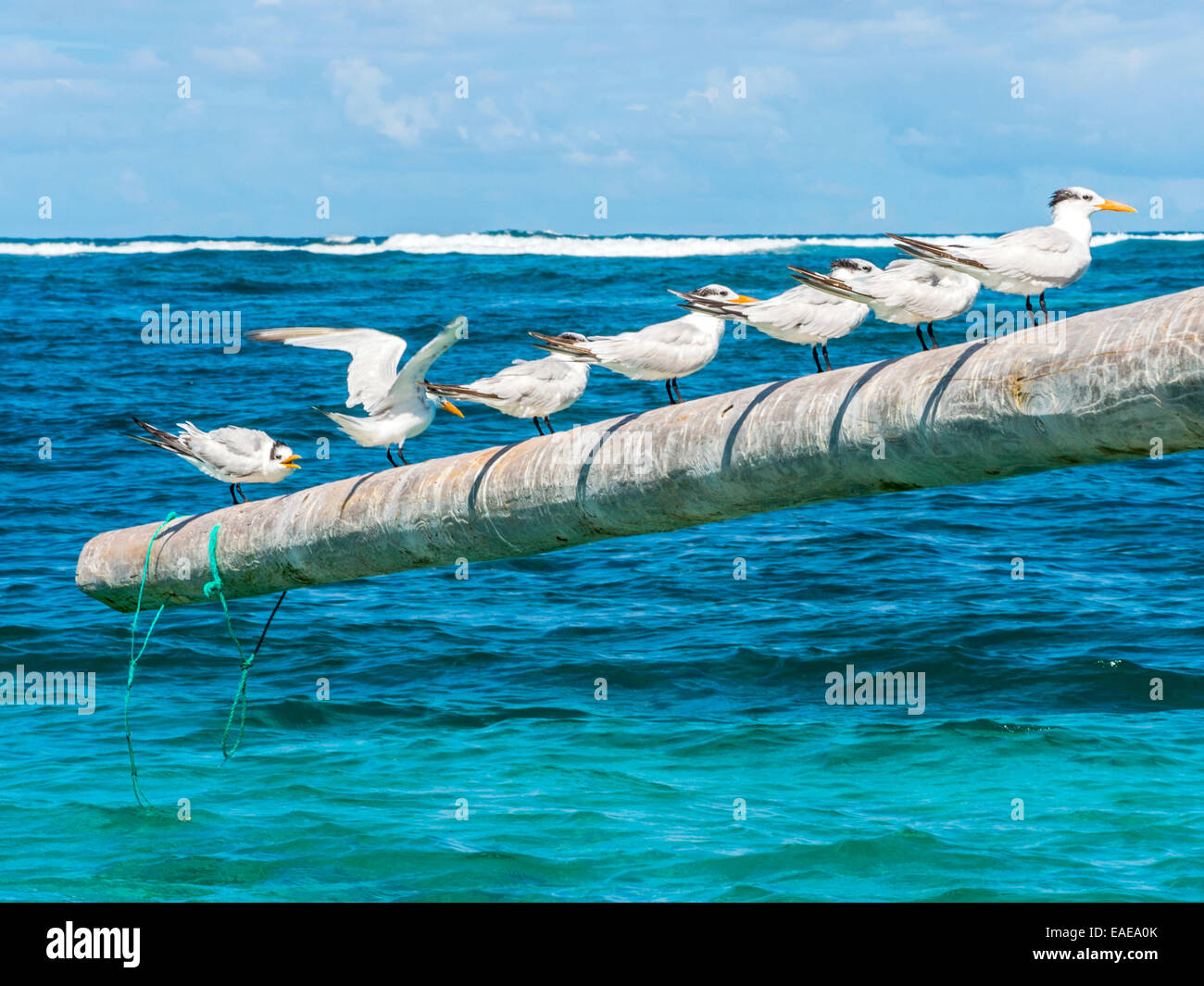 A group of Royal Terns [Thalasseus maximus] preening on a pole jutting out with the turquoise Caribbean sea in the background. Stock Photo