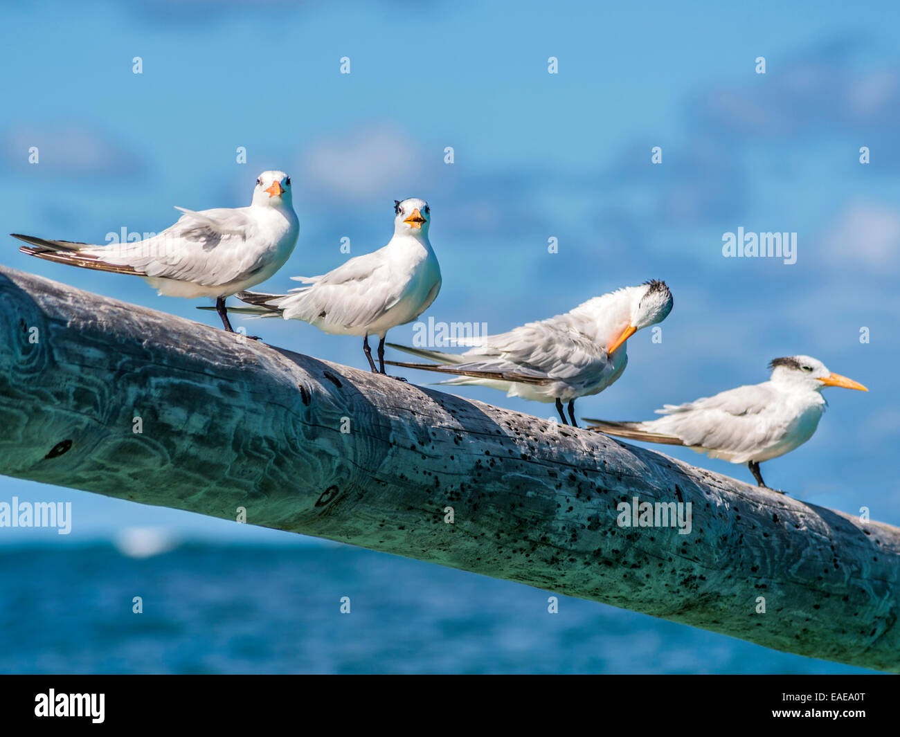 Four Royal Terns [Thalasseus maximus] preening on a pole jutting out with the Caribbean sea in the background. Stock Photo