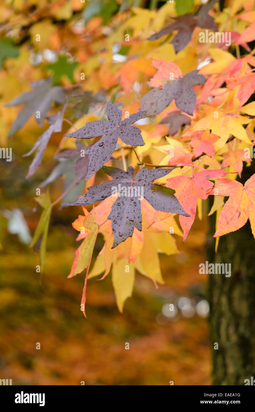 American sweetgum (Liquidambar styraciflua) Stock Photo