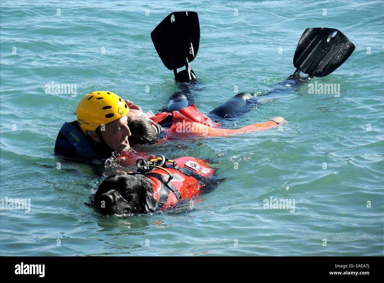 Exercise of the water rescue dog team Italy in Santa Margherita (Liguria/Italy) on October, 25, 2014. Stock Photo