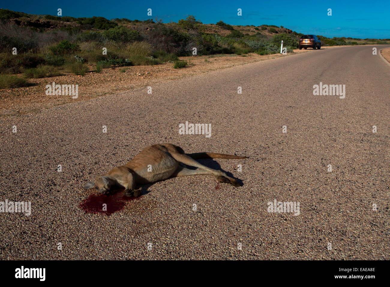 kangaroo road-kill Stock Photo