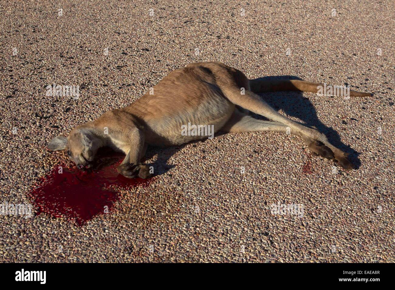 kangaroo road-kill Stock Photo