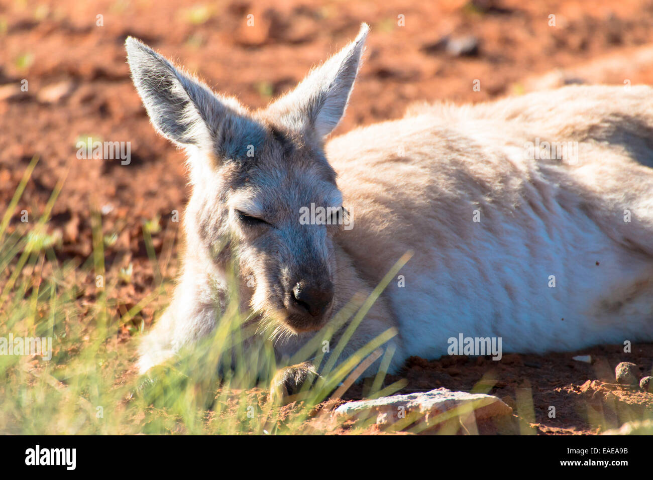 Common Wallaroo resting, Macropus robustus Stock Photo