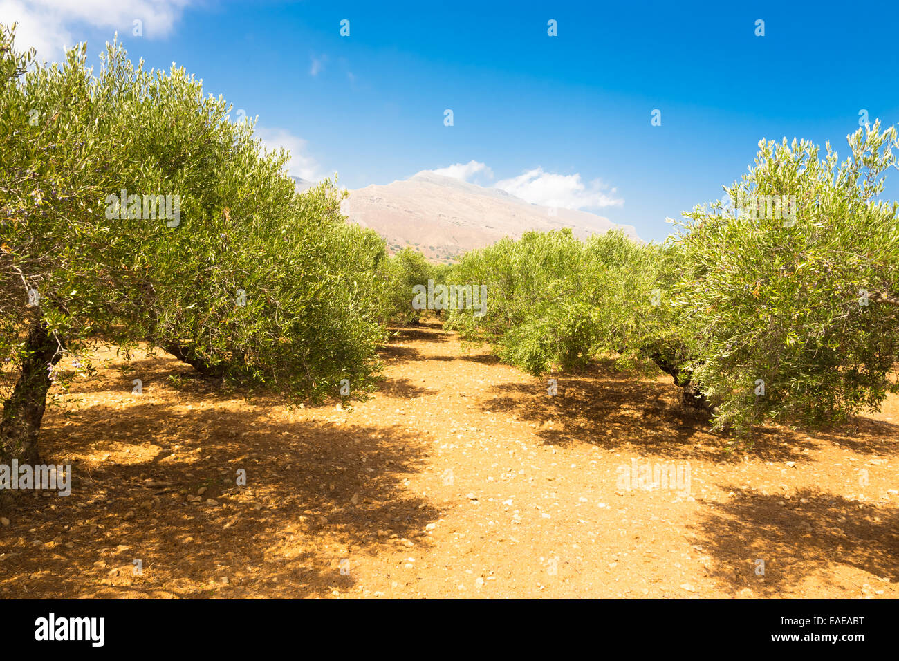 Olive grove Stock Photo Alamy