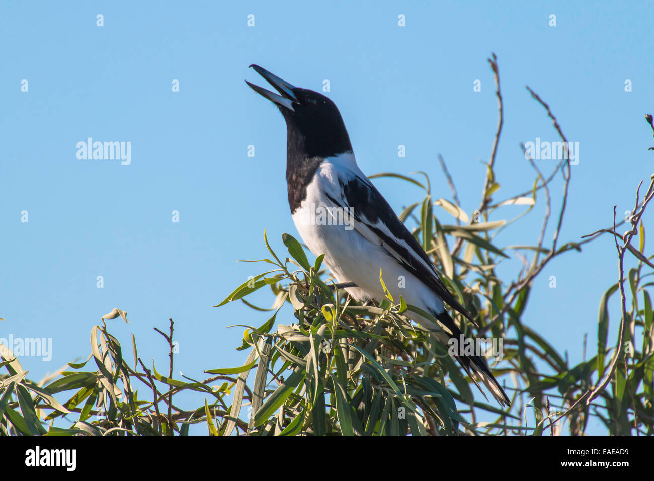 Pied Butcherbird, Cracticus nigrogularis. Pied Butcherbird, Cracticus nigrogularis Stock Photo