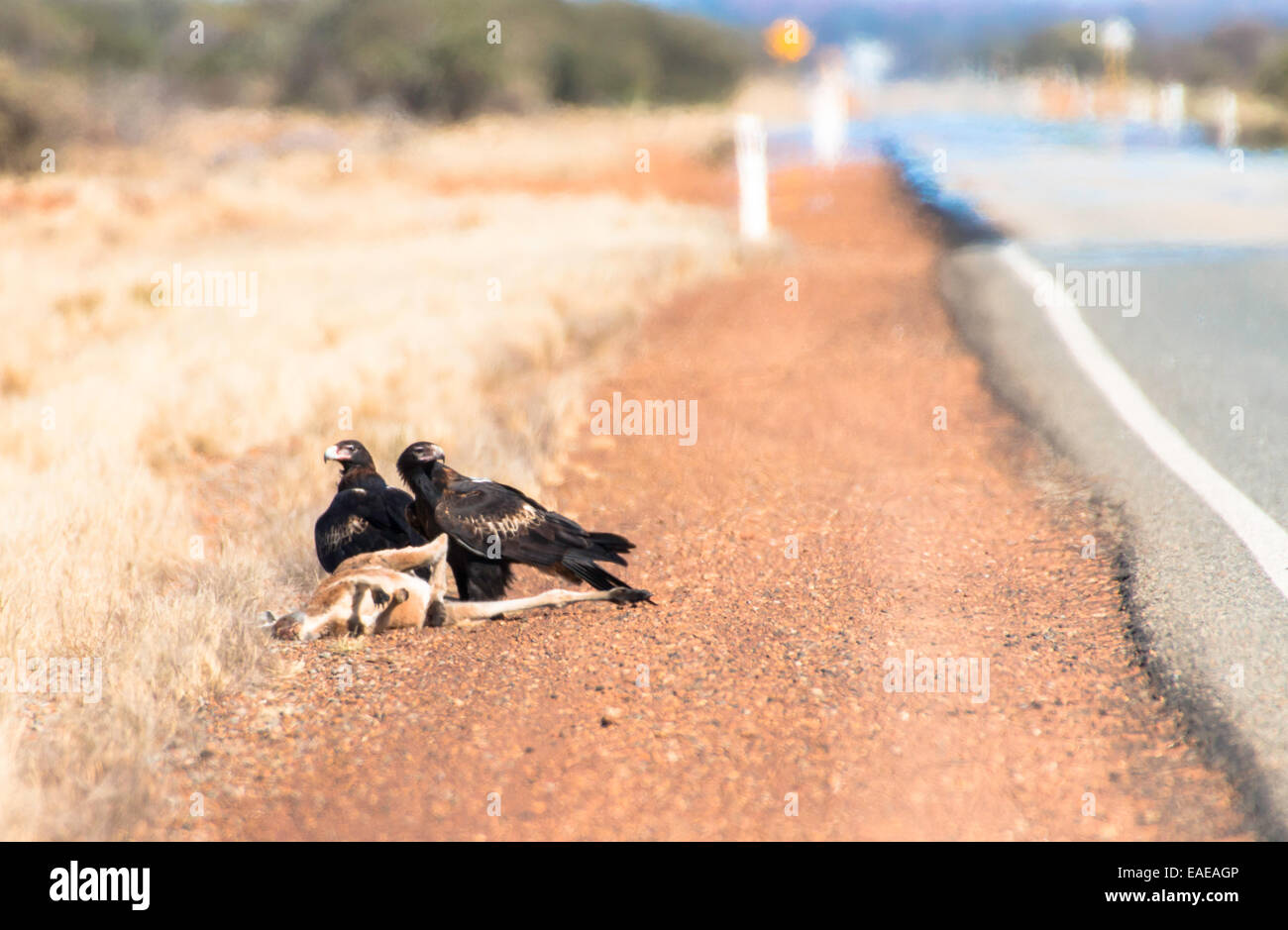 Wedge-tailed Eagle on roadkill, Aquila audax Stock Photo