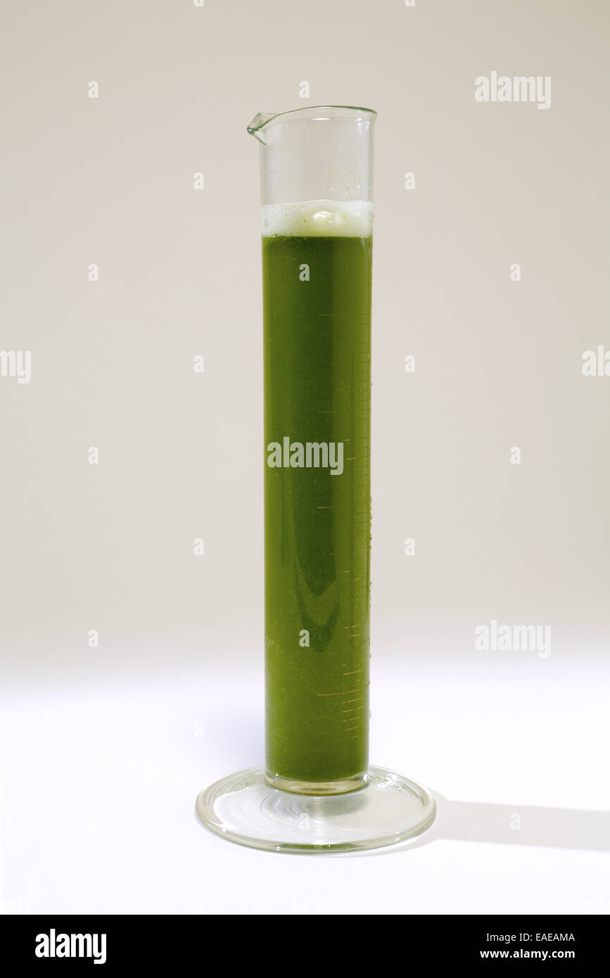 Algae in a chemical measuring cylinder. Stock Photo
