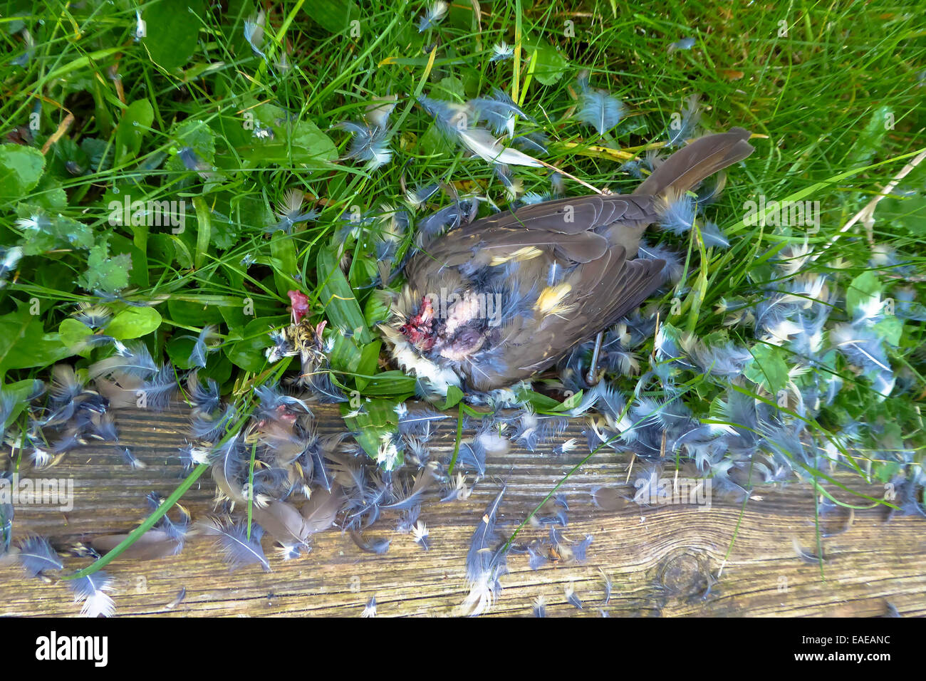 Pluck animals hires stock photography and images Alamy