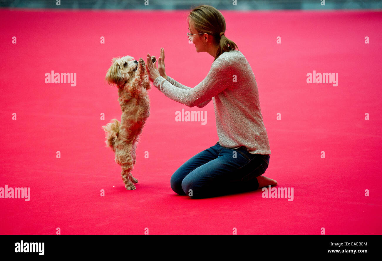 Stuttgart, Germany. 13th Nov, 2014. The Havanese dog 'Paula' and Cora Czermak who will participate at the Dogdance European championship pose at the pet fair opening press conference 'Animal' in Stuttgart, Germany, 13 November 2014. The Dogdance European championship runs from 15 to 16 November during the fair. Credit:  dpa picture alliance/Alamy Live News Stock Photo