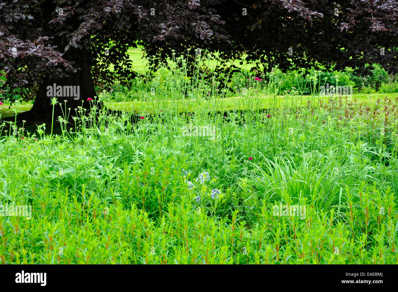 Vivid green planting in an early summer garden border. Stock Photo