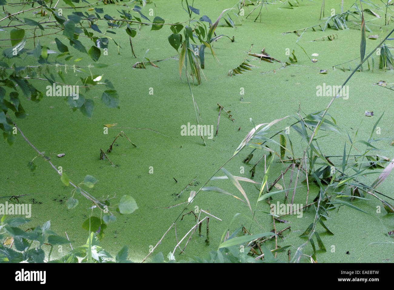 Growth of algae hires stock photography and images Alamy
