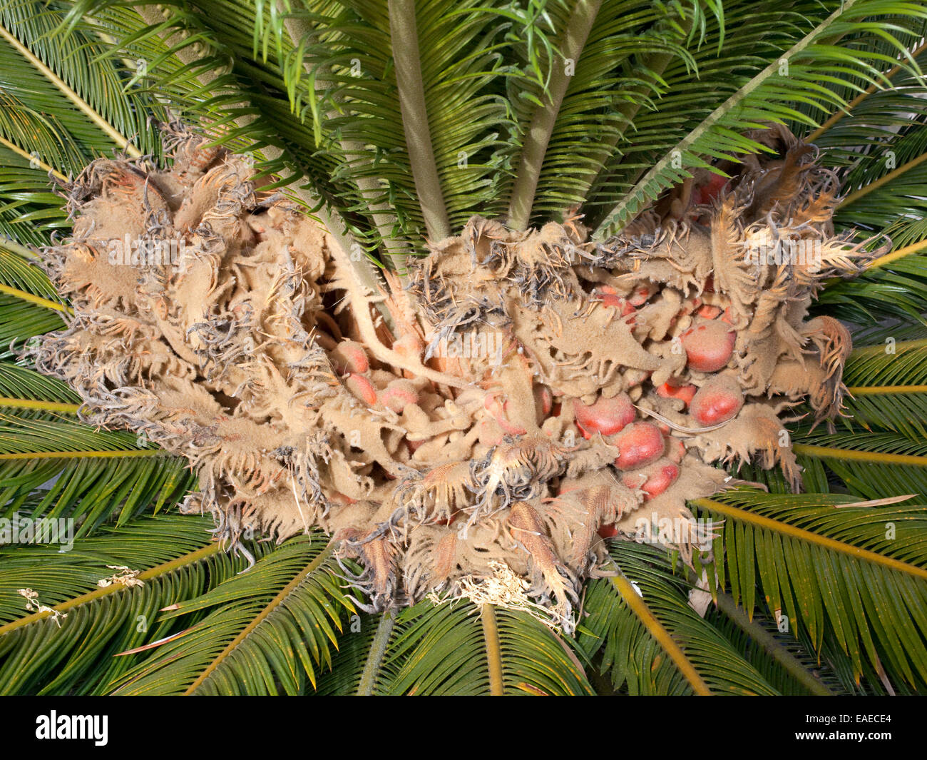 pollen in palm fronds Stock Photo