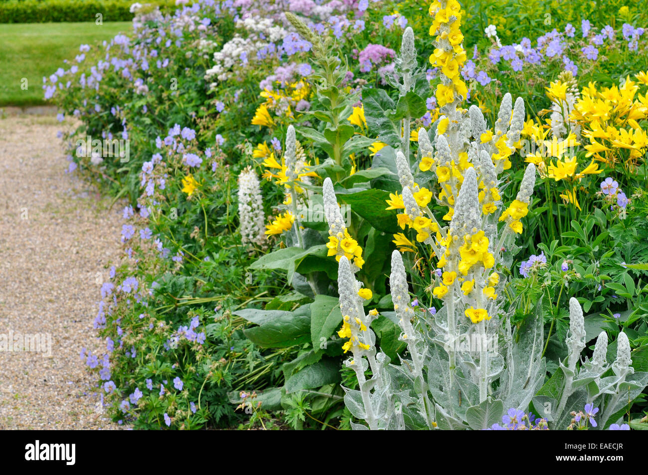 Verbascum Olympicum growing in summer garden border with blue Cranesbills and yellow Daylilies. Stock Photo