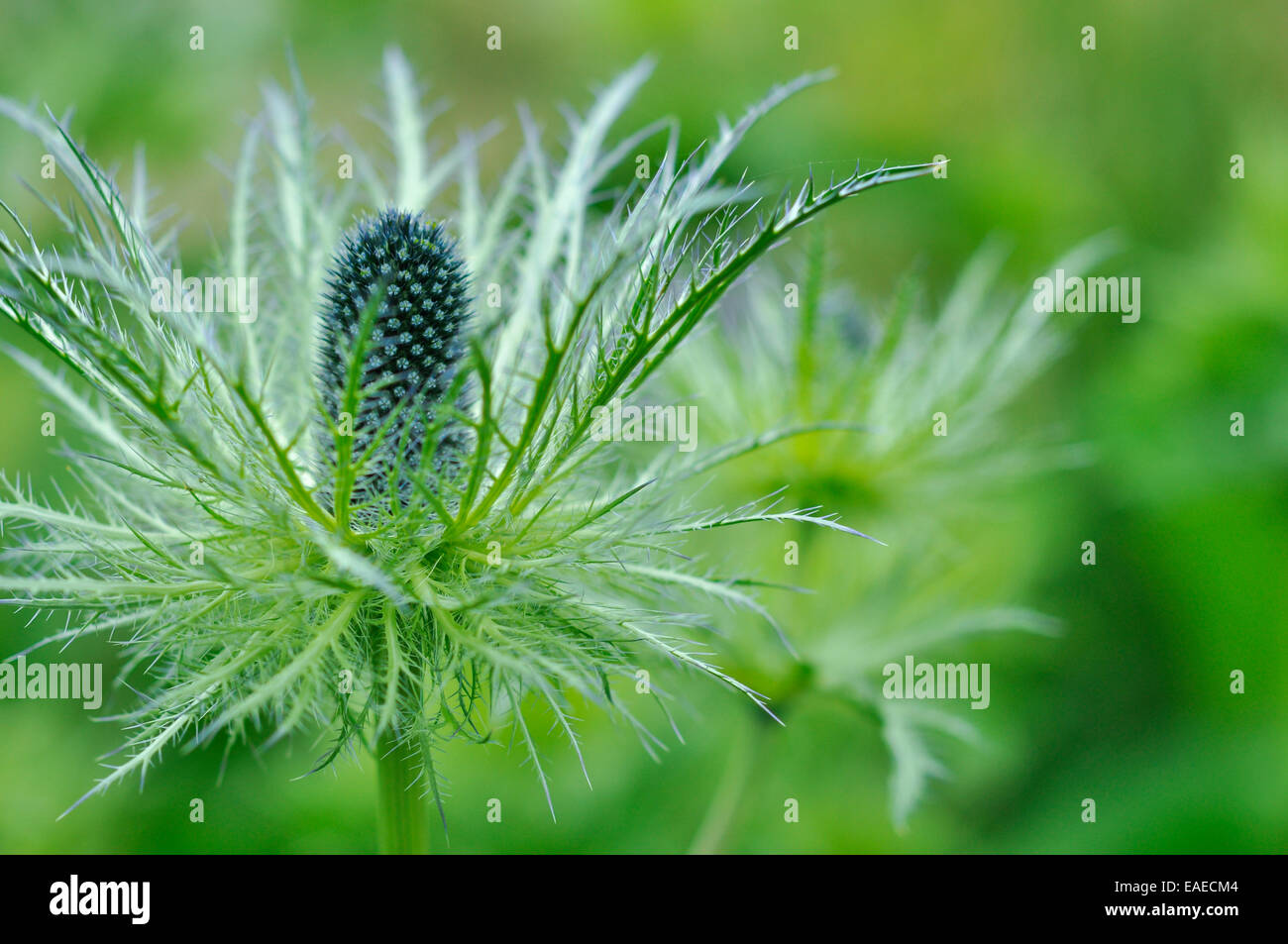 Eryngium alpinum eryngium alpinum High Resolution Stock Photography and