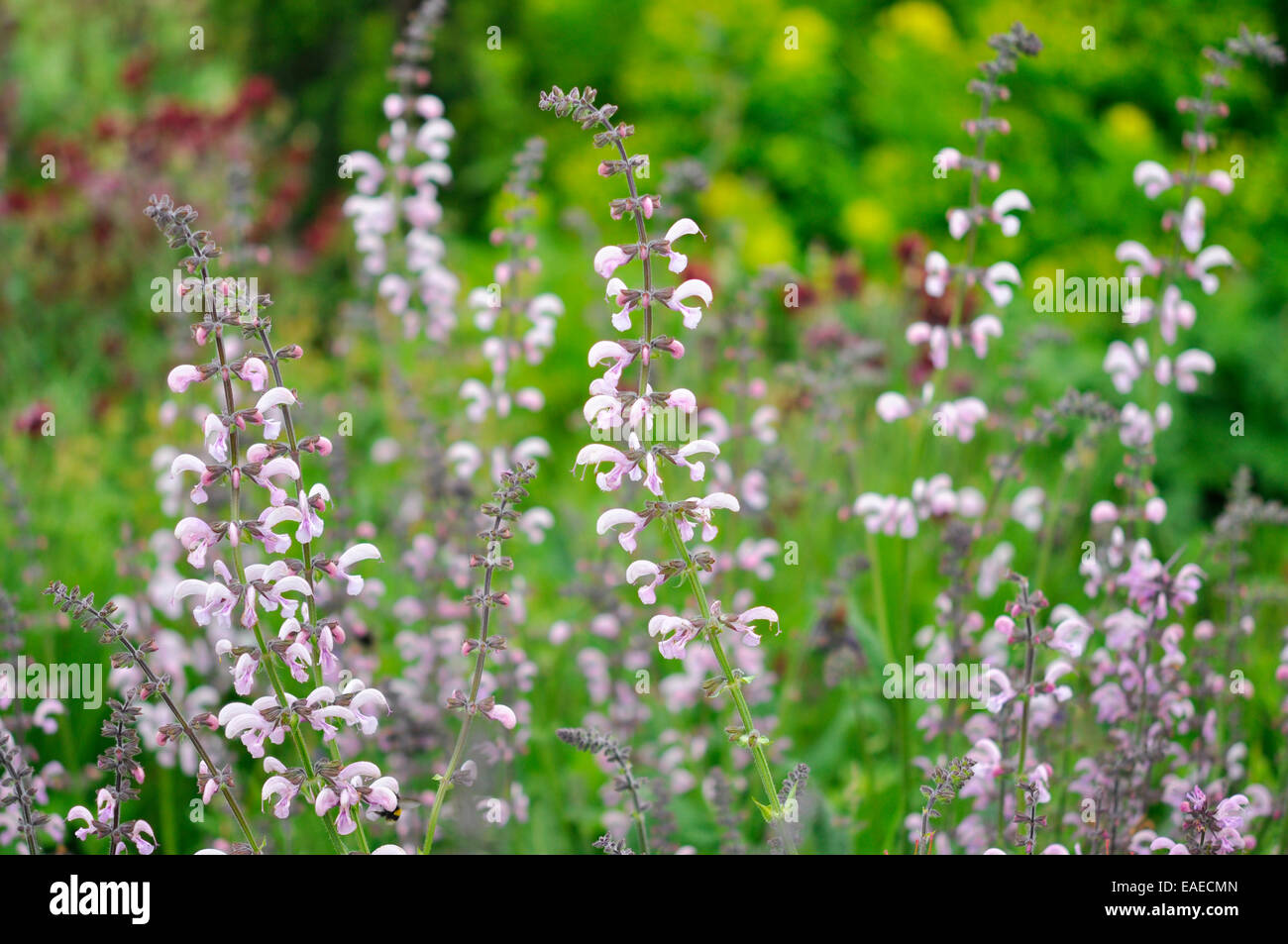 Salvia Pratense as a pale pink form growing in an English garden. Stock Photo