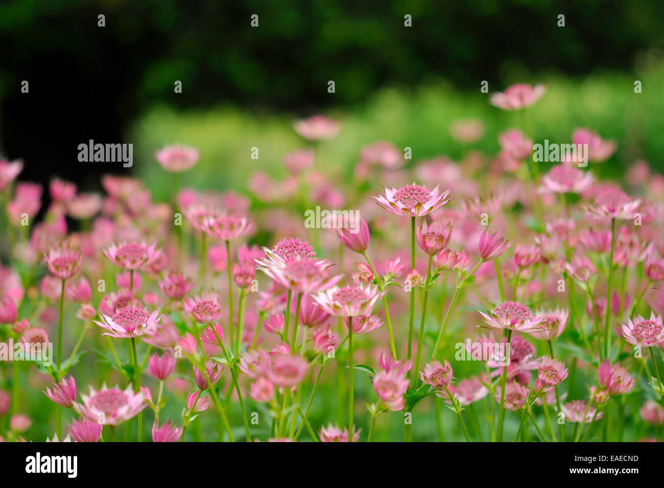 Large clump of deep pink Astrantia Major in a summer garden. Stock Photo
