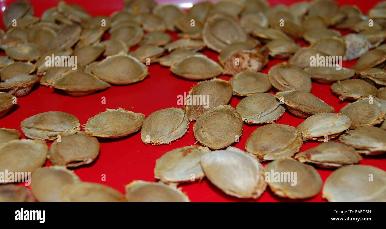 Apricot kernels on a red background. The core kernel is very healing