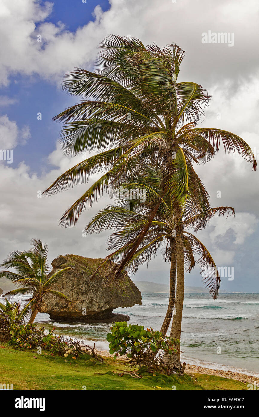 Bathsheba Bay Barbados West Indies Stock Photo