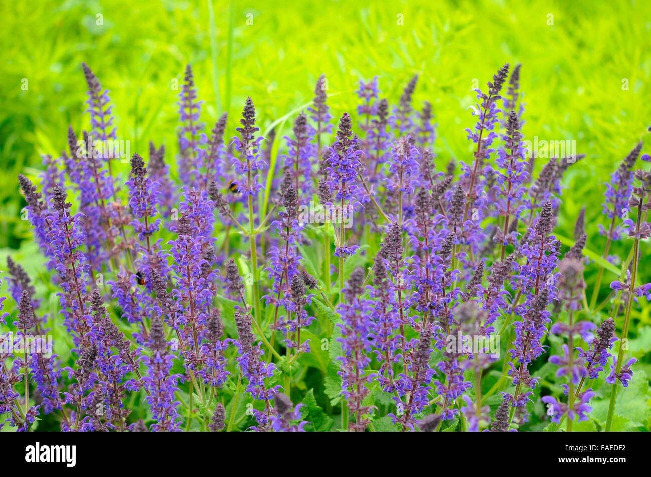 Vivid colour contrast of violet/blue Salvia Superba with a bright green background. Stock Photo