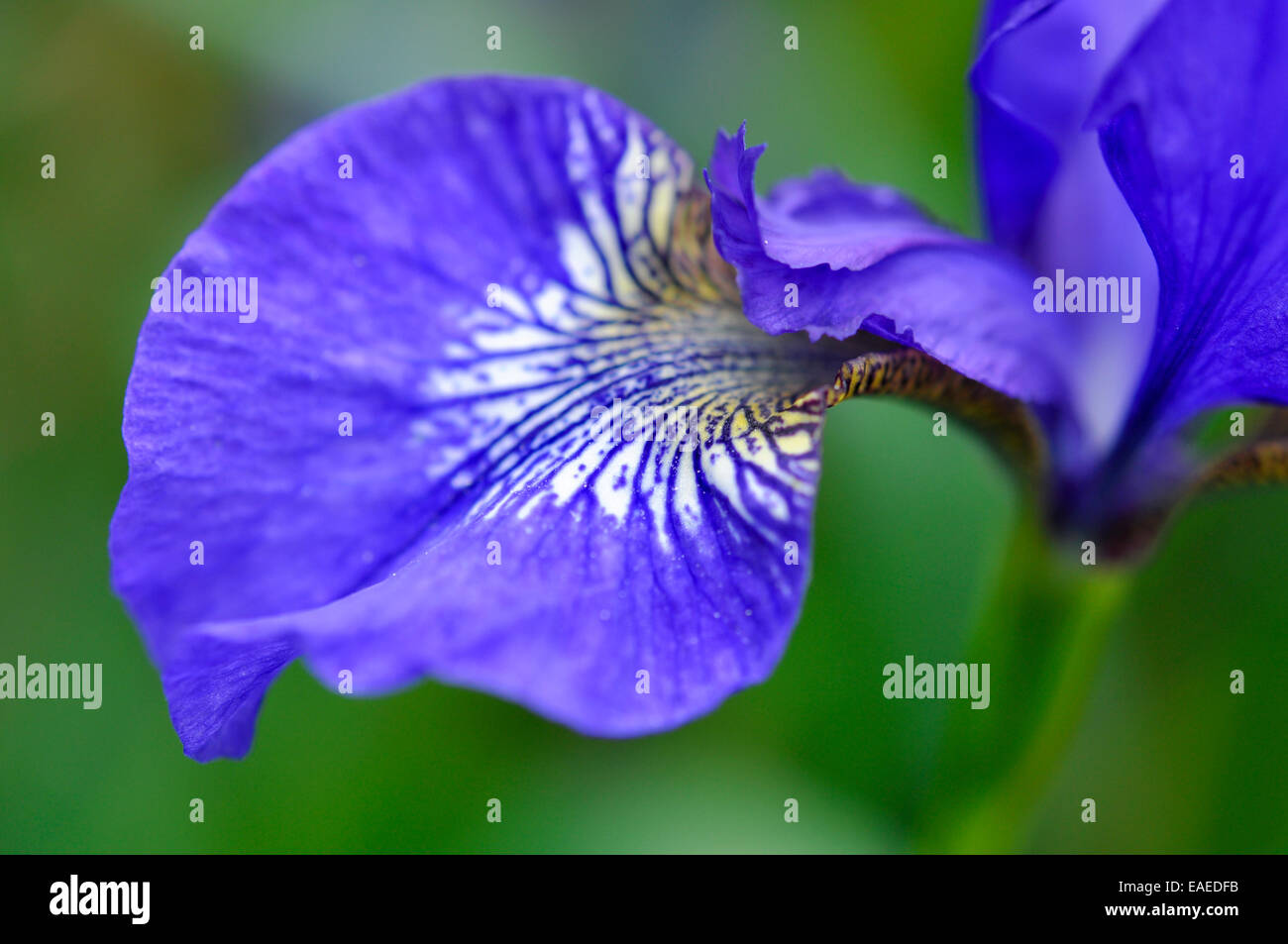 Blue Iris Sibirica (Siberian Iris) with white veins. Extreme close using shallow depth of field. Stock Photo