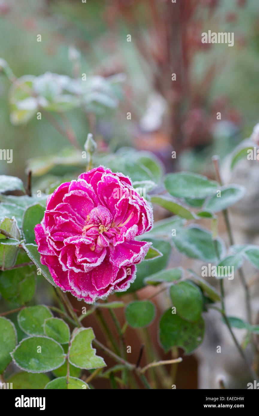 Rosa. David Austin Rose. Sophys Rose covered in an autumn frost Stock Photo  - Alamy