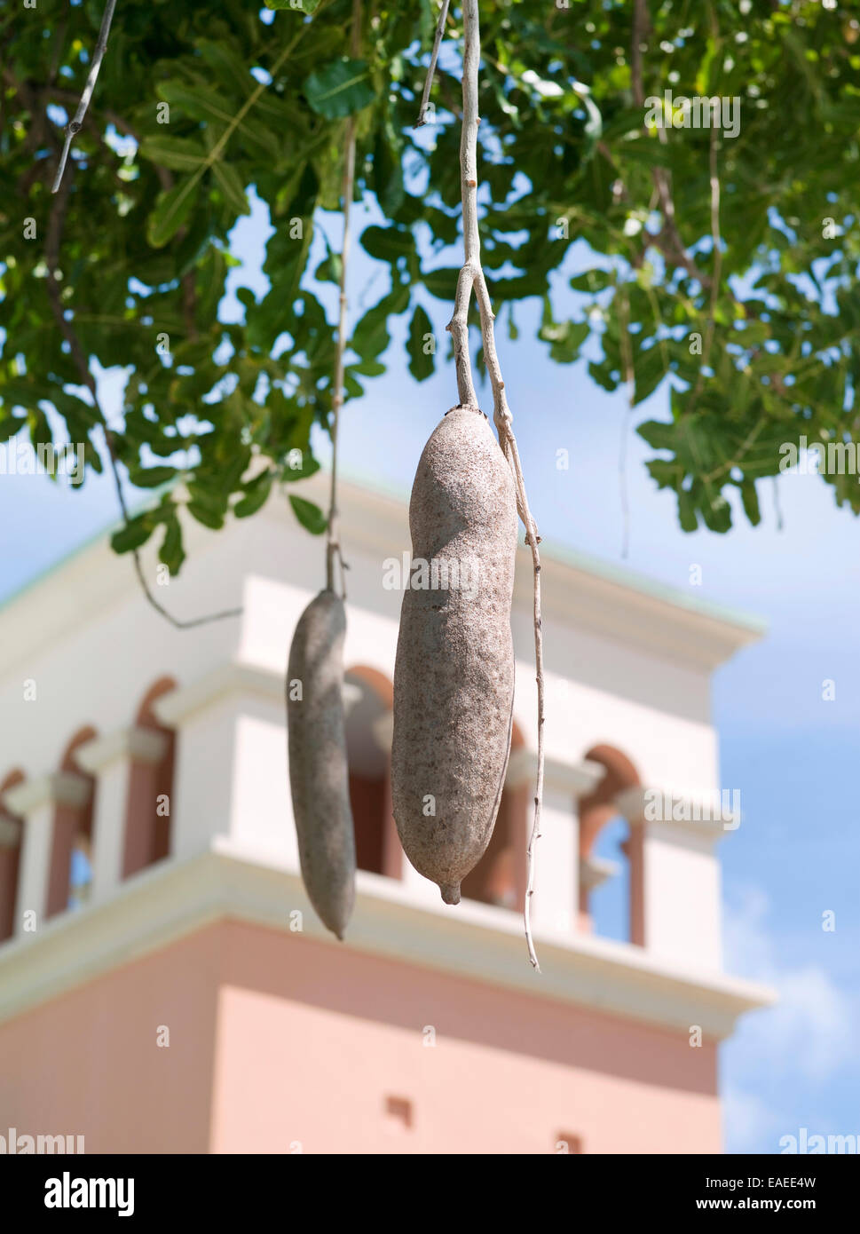 sausage tree cucumber tree Kigelia plant exotic Stock Photo