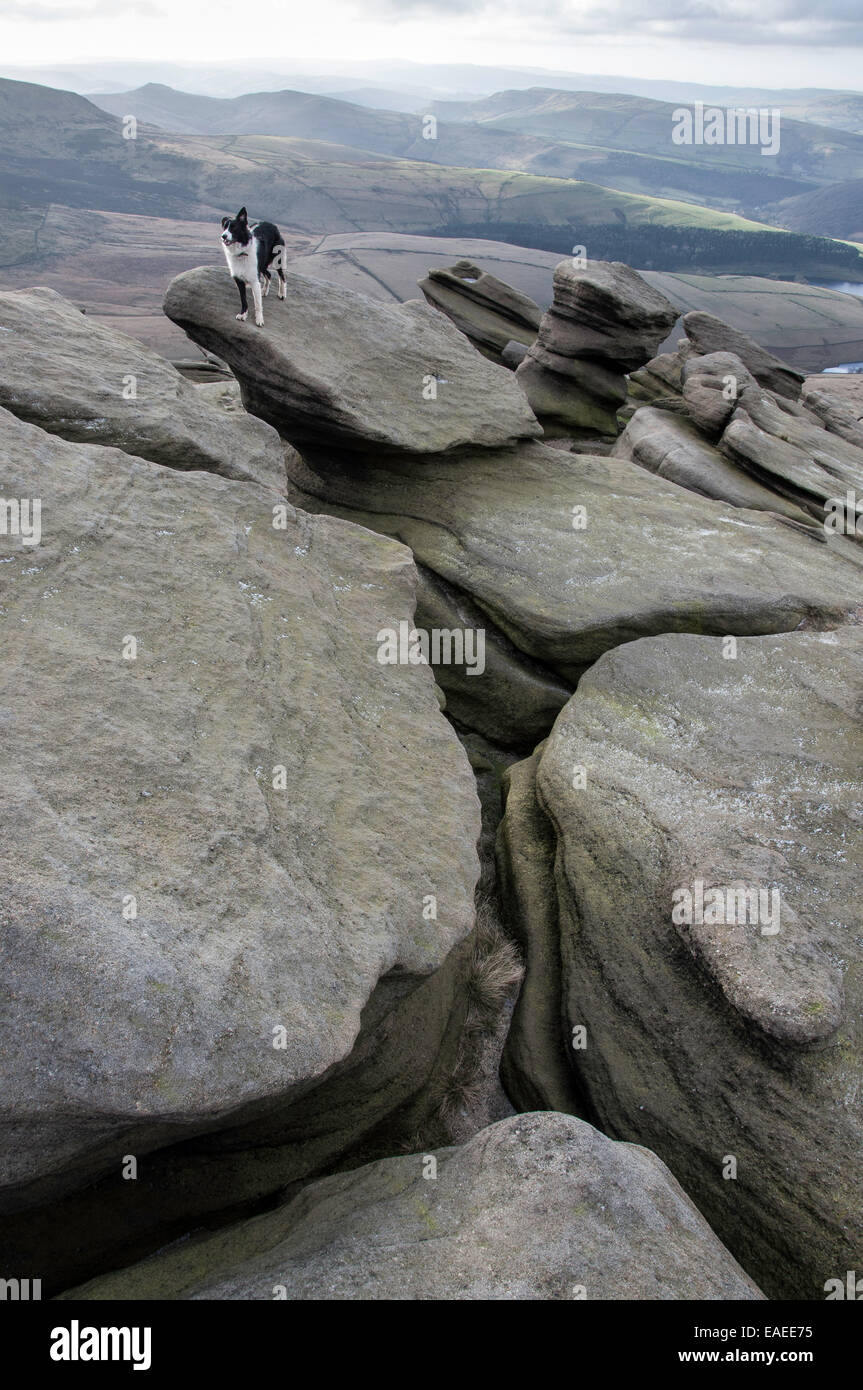 Border Collie dog standing of rocks at the edge of Kinder Scout plateau in the Peak District, Derbyshire. Stock Photo