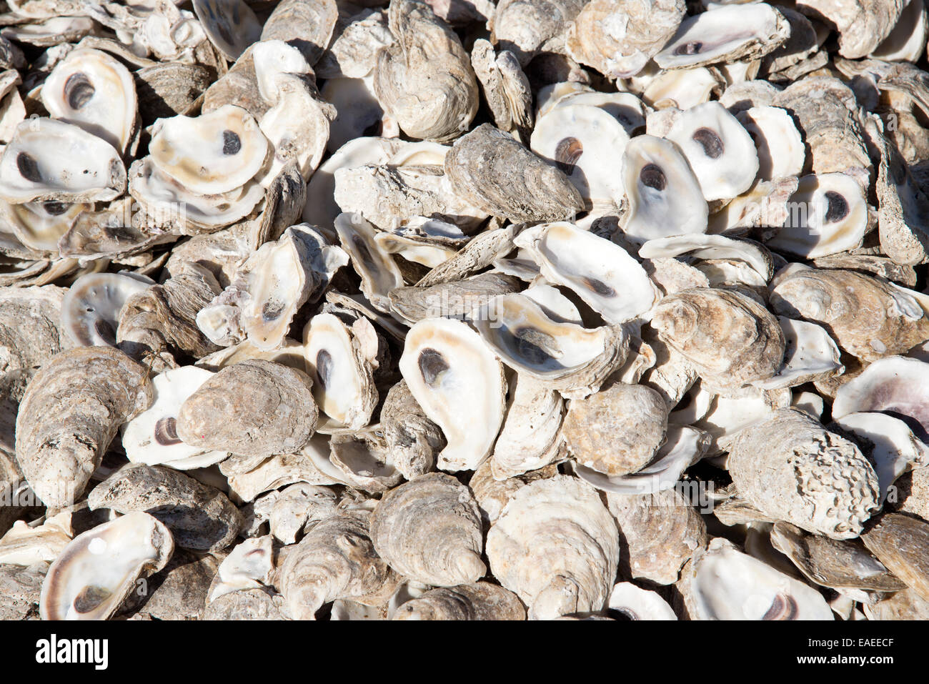 Oyster shells form a walkway in Apalachicola famous for oysters Florida