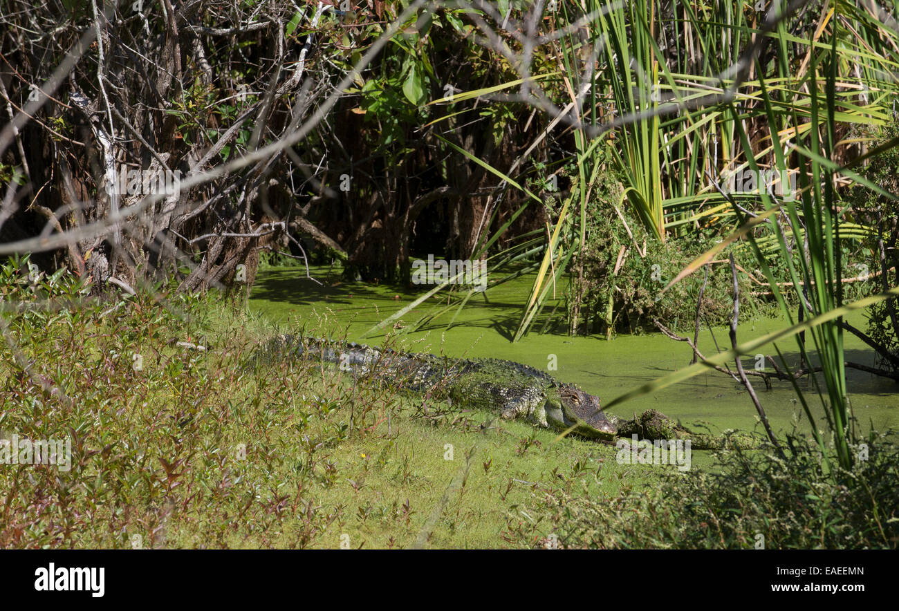 American Alligator in swampland Florida USA Stock Photo