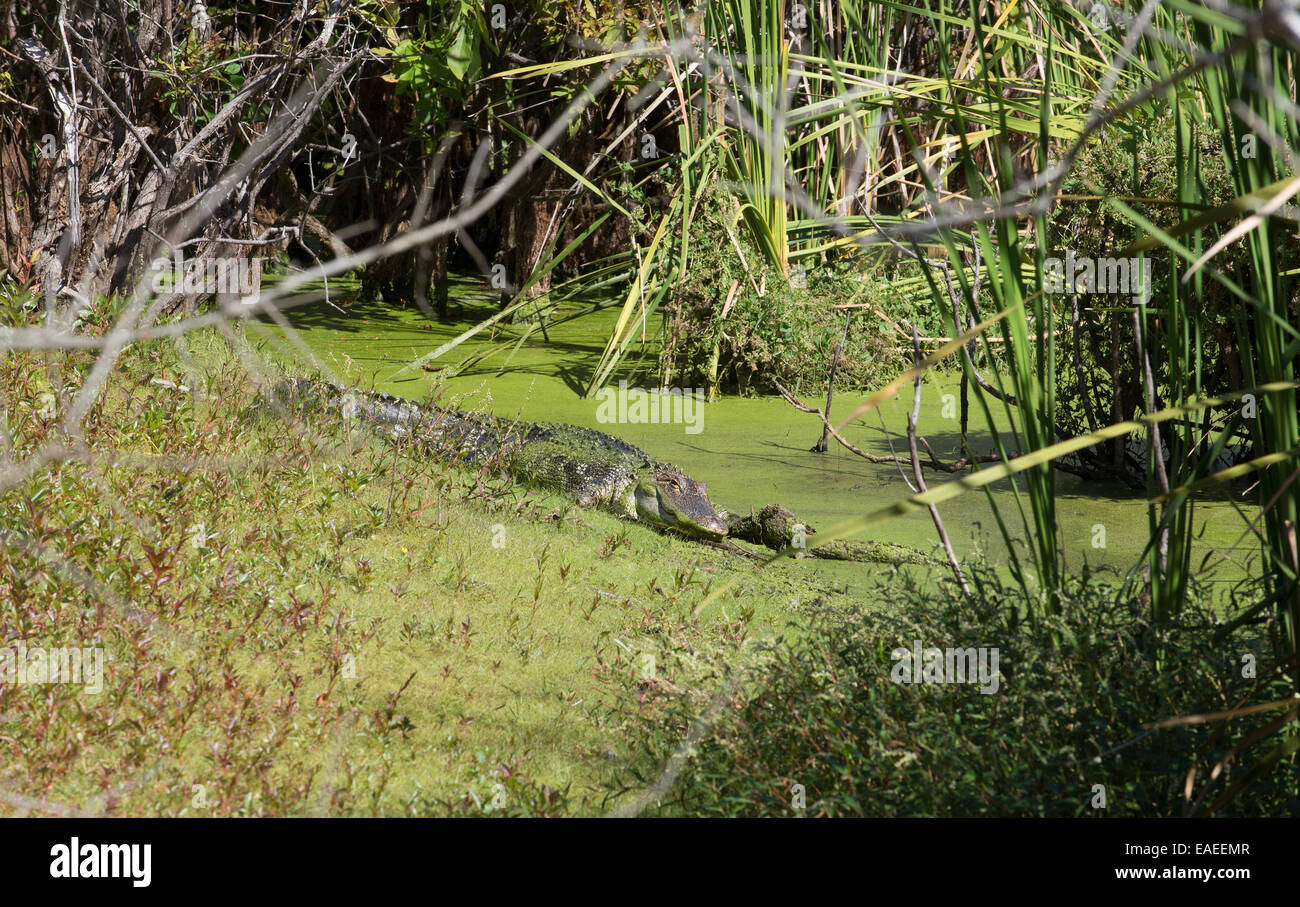 American Alligator in swampland Florida USA Stock Photo