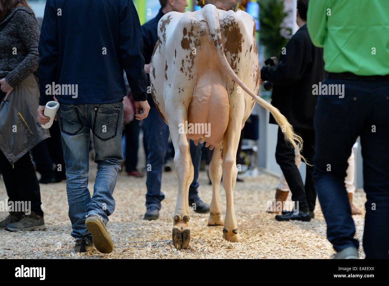 A cow at the EuroTier fair in Hanover, Germany, 12. November 2014. Photo: Frank May Stock Photo