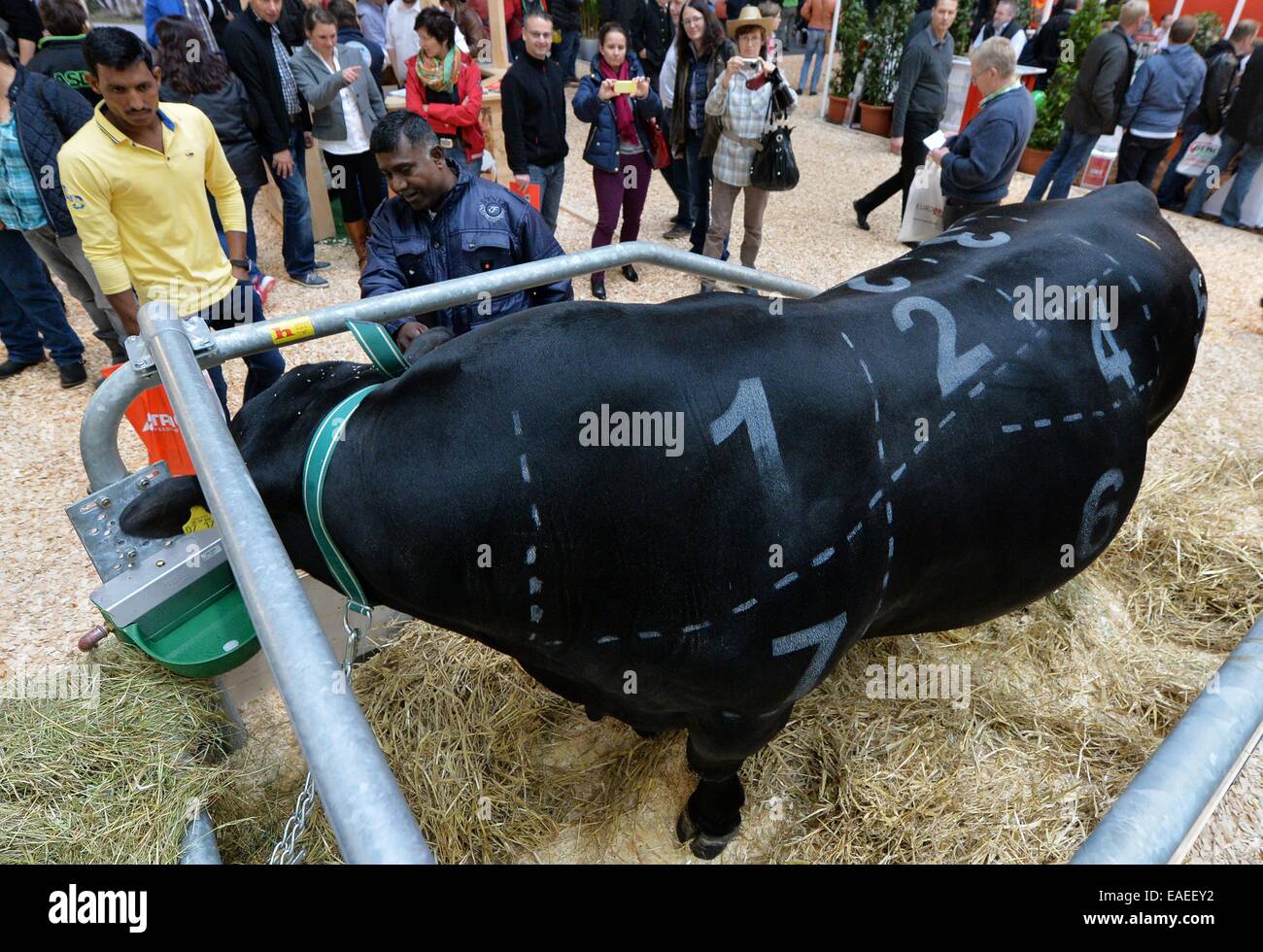 A cow at the EuroTier fair in Hanover, Germany, 12. November 2014. Photo: Frank May Stock Photo