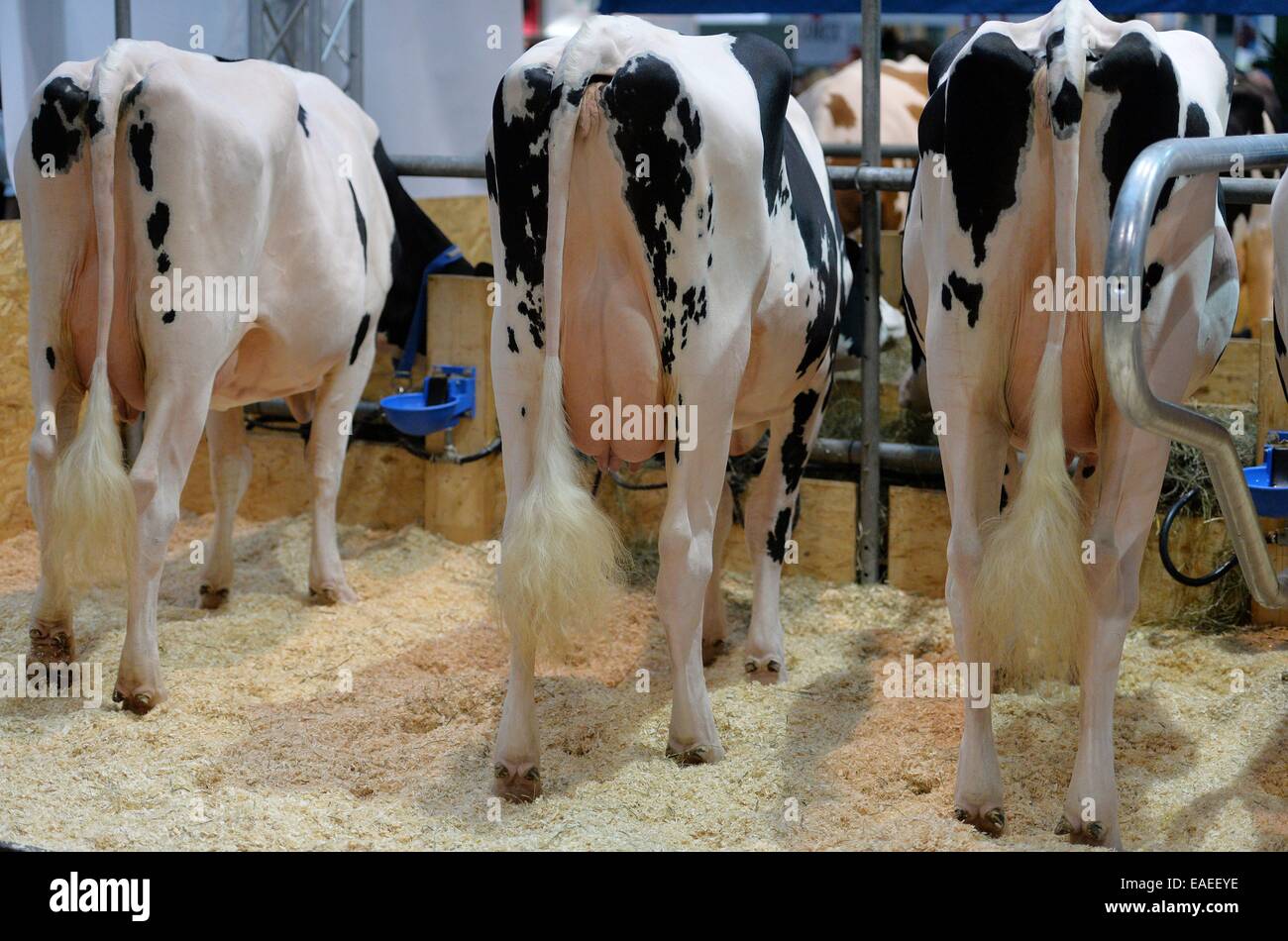 Cows at the EuroTier fair in Hanover, Germany, 12. November 2014. Photo: Frank May Stock Photo
