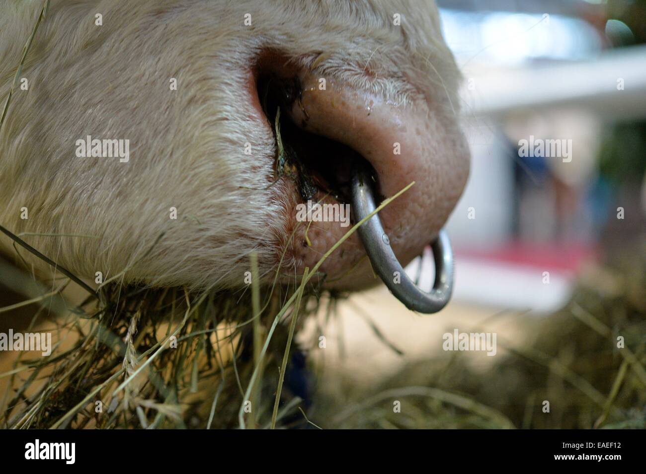 A cow bull with a ring in his nose at the EuroTier fair in Hanover, Germany, 12. November 2014. Photo: Frank May Stock Photo